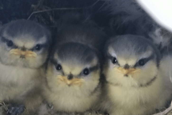 Payerne: Surprise! Des oisillons à la place des balles à l’aéroport militaire