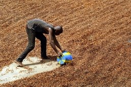 Barry Callebaut, roi du chocolat, vacille mais ne tombe pas