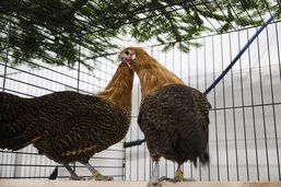 «Millésime exceptionnel» pour l’Exposition cantonale fribourgeoise d’aviculture