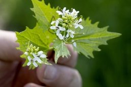 Sentiers pédestres: Granges-Paccot fête le renouvellement de ses sentiers pédestres